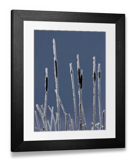 Framed Print : Canada, British Columbia. Bulrushes coated with hoar frost with snow in background