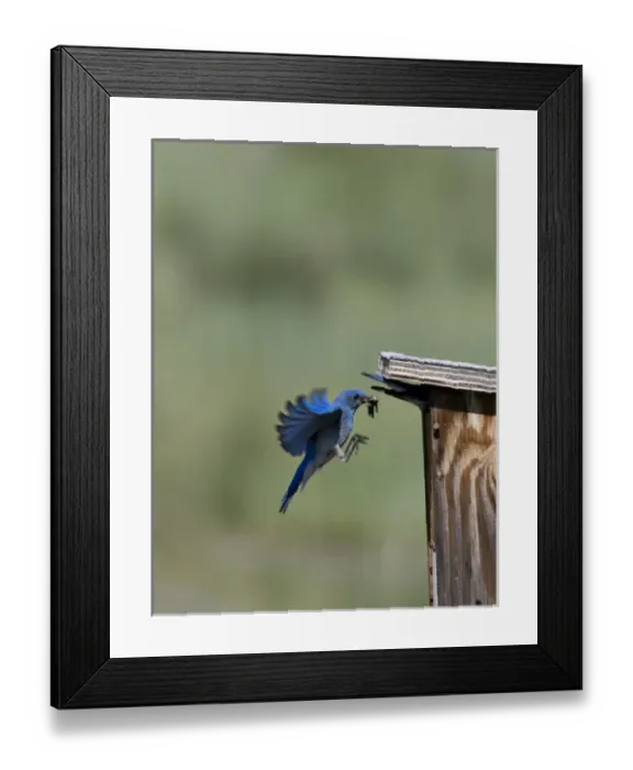 Framed Print : Canada, British Columbia Framed Print : Canada, British Columbia
