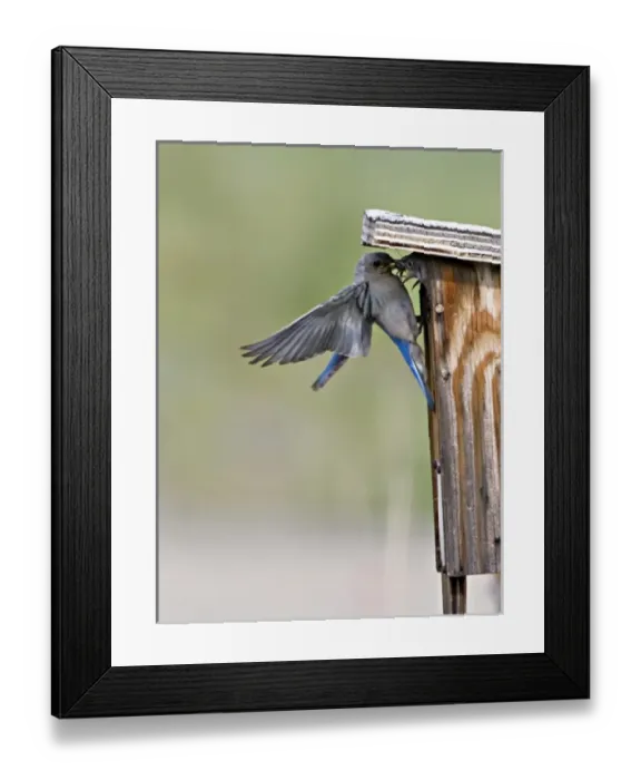 Framed Print : Canada, British Columbia Framed Print : Canada, British Columbia