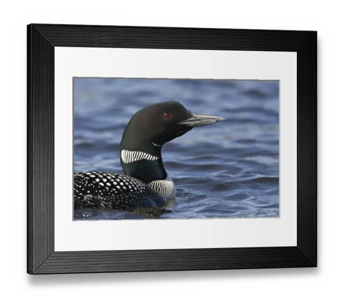 Framed Print : North America, Canada, British Columbia. Portrait of a Common Loon (Gavia immer)