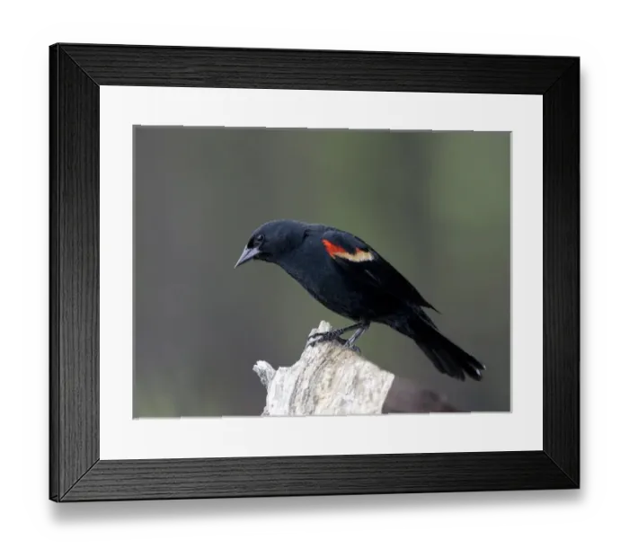 Framed Print : North America, Canada, British Columbia. Red-winged Blackbird (Agelaius phoeniceus) Framed Print : North America, Canada, British Columbia. Red-winged Blackbird (Agelaius phoeniceus)