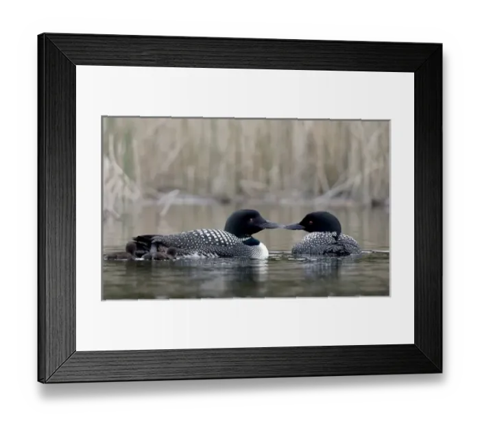 Framed Print : Canada, British Columbia Framed Print : Canada, British Columbia