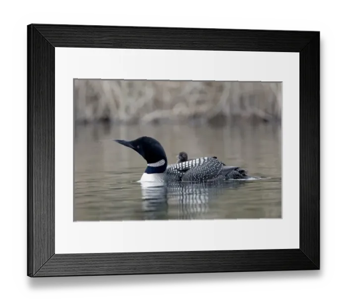 Framed Print : Canada, British Columbia Framed Print : Canada, British Columbia