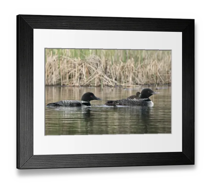 Framed Print : Canada, British Columbia Framed Print : Canada, British Columbia