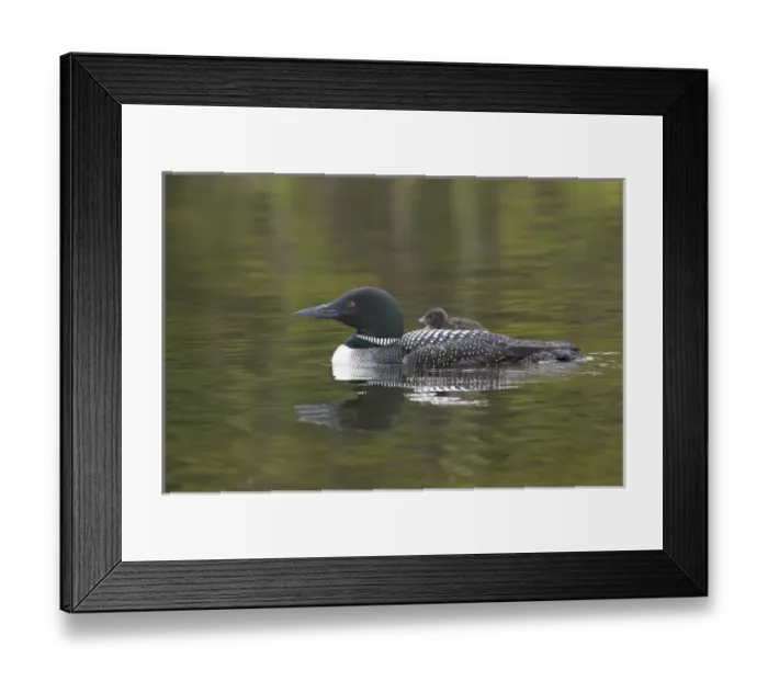 Framed Print : North America, Canada, British Columbia. Common Loon (Gavia immer) with a chick on its back