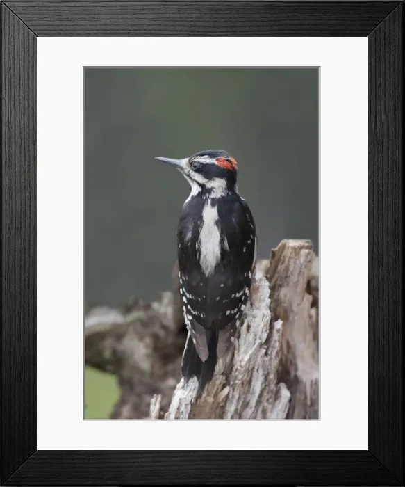 Framed Print : North America, Canada, British Columbia. Young male Downy Woodpecker (Picoides pubscens)