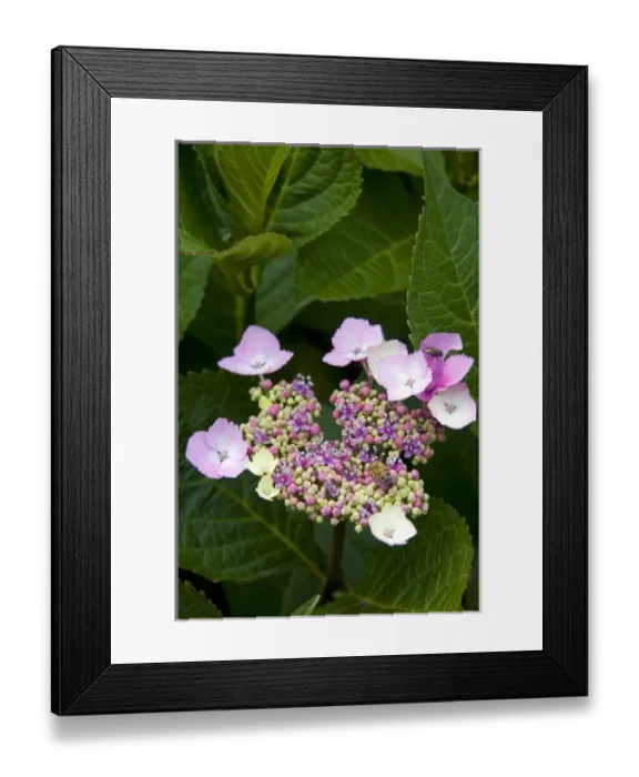 Framed Print : Hydrangea flowering plant at Horseshoe Bay in West Vancouver, British Columbia, Canada Framed Print : Hydrangea flowering plant at Horseshoe Bay in West Vancouver, British Columbia, Canada