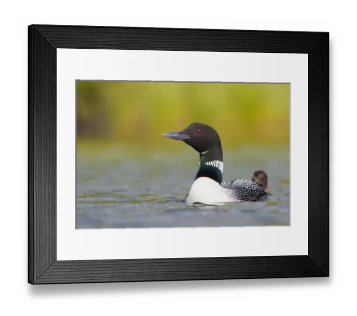 Framed Print : Canada, British Columbia