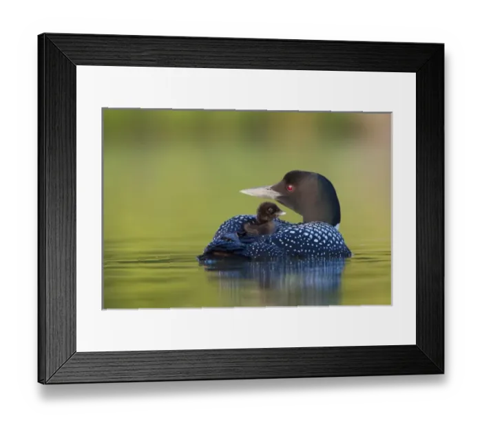 Framed Print : Canada, British Columbia