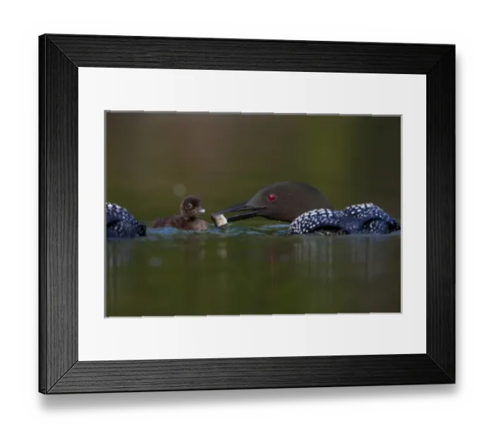 Framed Print : Canada, British Columbia, Common Loon, breeding plumage, adult, chick, feeding Framed Print : Canada, British Columbia, Common Loon, breeding plumage, adult, chick, feeding