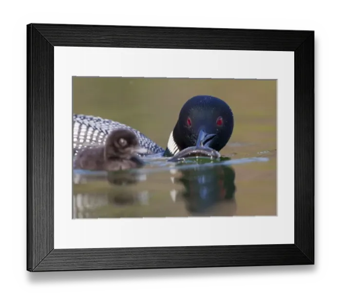 Framed Print : Canada, British Columbia