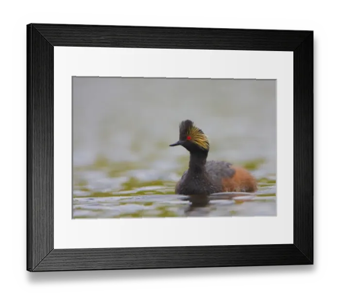 Framed Print : Canada, British Columbia Framed Print : Canada, British Columbia