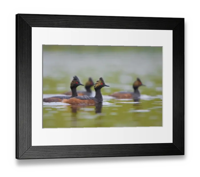 Framed Print : Canada, British Columbia Framed Print : Canada, British Columbia