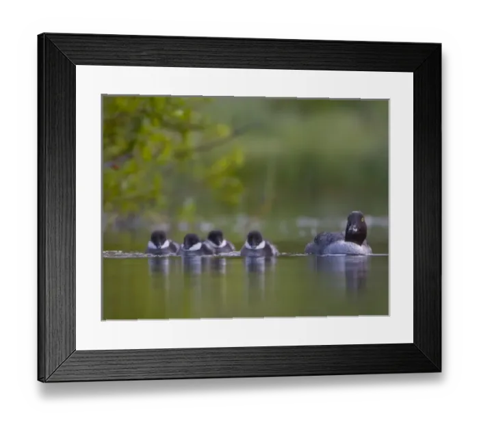 Framed Print : North America, Canada, British Columbia, Common Goldeneye, female, chicks, swimming