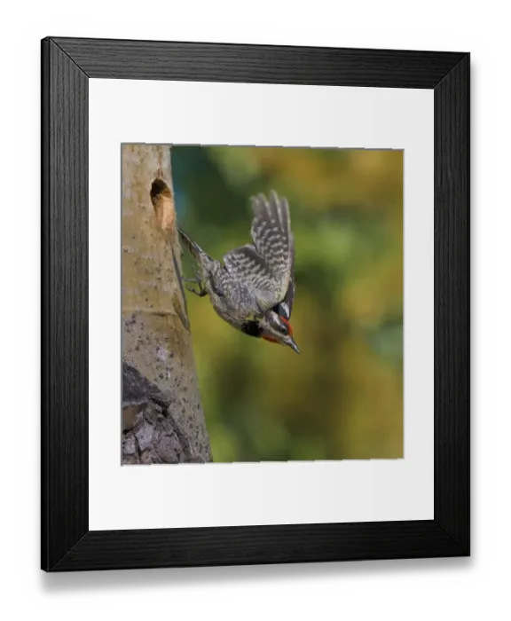 Framed Print : Canada, British Columbia, Red-naped Sapsucker, female, flight, nest