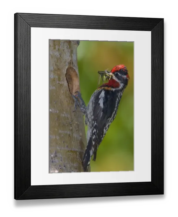 Framed Print : Canada, British Columbia, Red-naped Sapsucker, male, food, nest Framed Print : Canada, British Columbia, Red-naped Sapsucker, male, food, nest