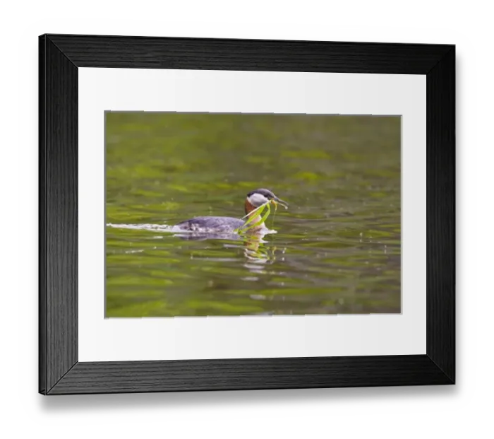Framed Print : Canada, British Columbia Framed Print : Canada, British Columbia