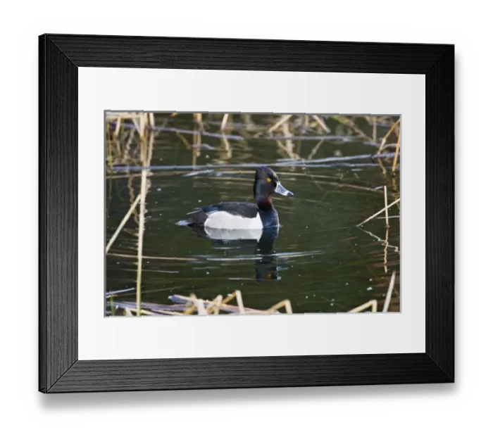 Framed Print : Canada, British Columbia Framed Print : Canada, British Columbia