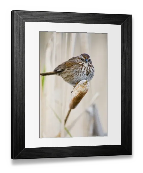 Framed Print : Canada, British Columbia Framed Print : Canada, British Columbia