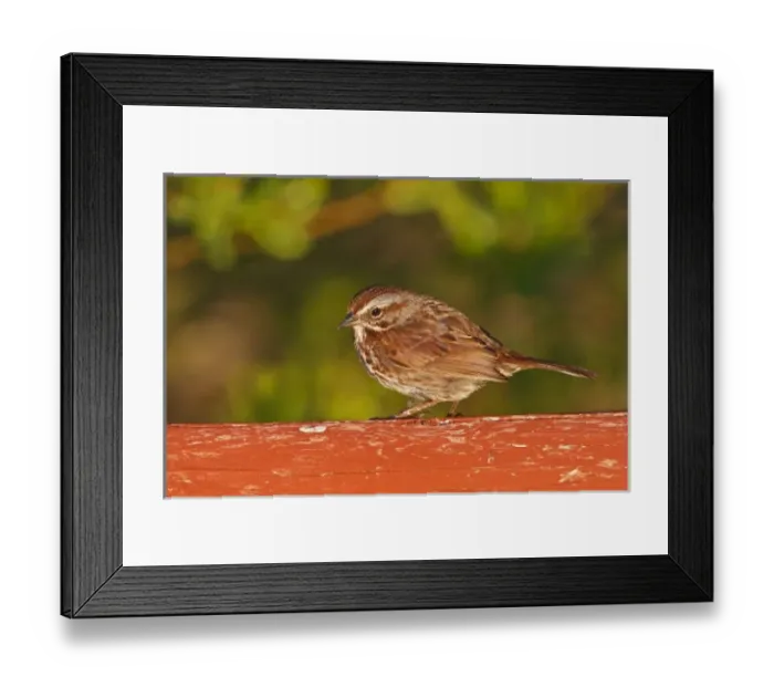 Framed Print : Canada, British Columbia, Song Sparrow (Melospiza melodia) on bridge raining, on cattail