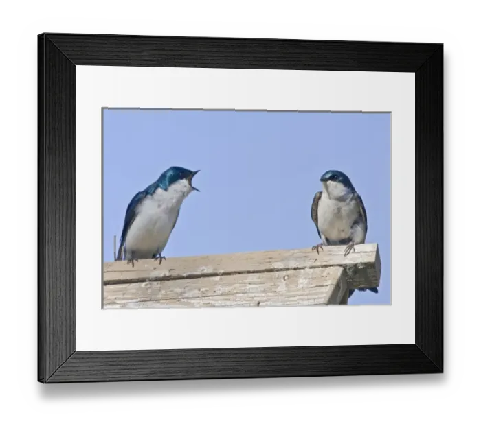 Framed Print : Canada, British Columbia, Tree Swallows (Tachycineta bicolor) pair perched on bird house Framed Print : Canada, British Columbia, Tree Swallows (Tachycineta bicolor) pair perched on bird house
