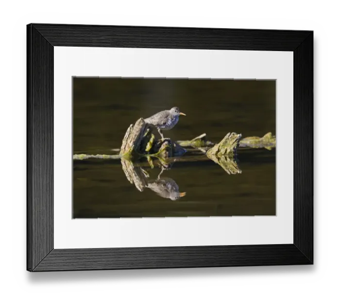 Framed Print : North America, Canada, British Columbia, Spotted Sandpiper (Actitis macularia) feeding Framed Print : North America, Canada, British Columbia, Spotted Sandpiper (Actitis macularia) feeding