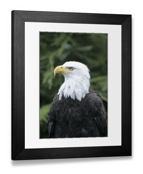 Framed Print : Bald eagle British Columbia, Canada Framed Print : Bald eagle British Columbia, Canada