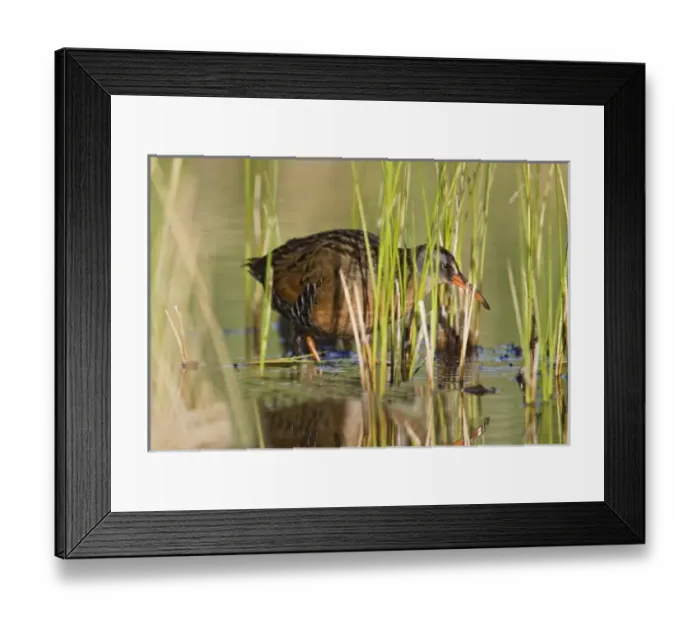 Framed Print : Canada, British Columbia Framed Print : Canada, British Columbia