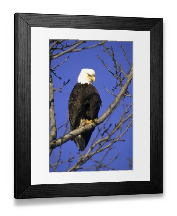 Framed Print : Bald eagle British Columbia, Canada Framed Print : Bald eagle British Columbia, Canada
