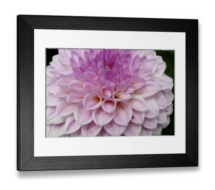 Framed Print : Pink dahlia flower close up Butchart Gardens Victoria British Columbia Canada Framed Print : Pink dahlia flower close up Butchart Gardens Victoria British Columbia Canada