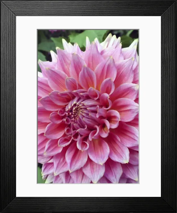 Framed Print : Red dahlia flower Butchart Gardens Victoria British Columbia Canada Framed Print : Red dahlia flower Butchart Gardens Victoria British Columbia Canada
