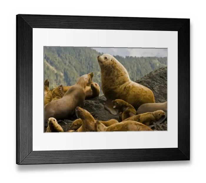 Framed Print : Canada, British Columbia Framed Print : Canada, British Columbia