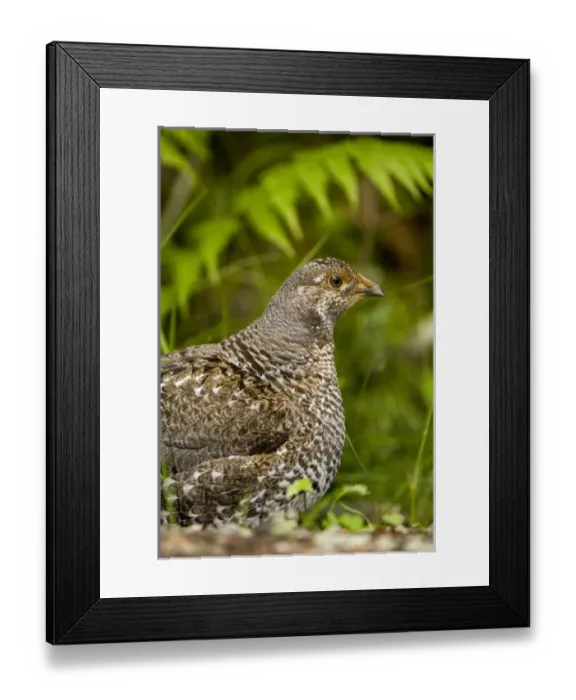 Framed Print : Canada, British Columbia