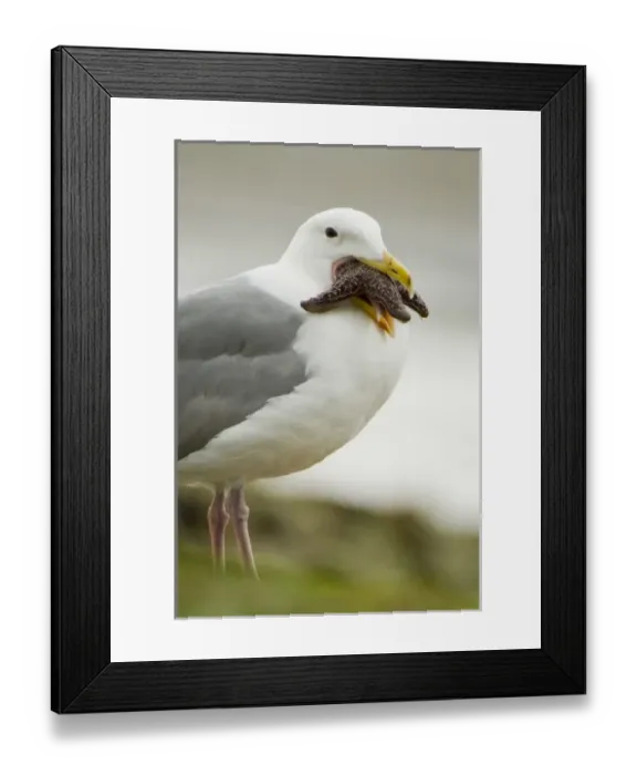 Framed Print : Canada, British Columbia Framed Print : Canada, British Columbia