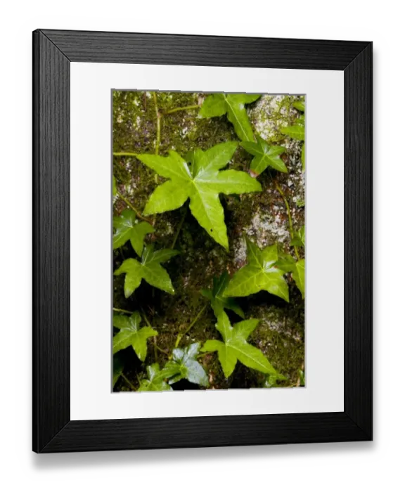 Framed Print : Canada, British Columbia Framed Print : Canada, British Columbia
