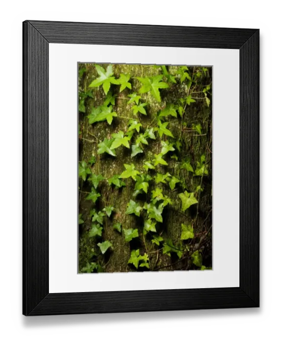 Framed Print : Canada, British Columbia Framed Print : Canada, British Columbia