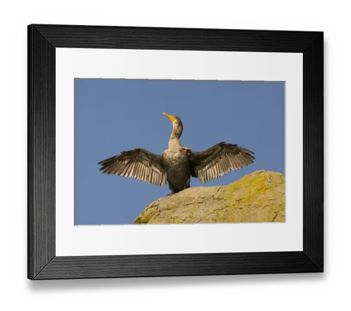 Framed Print : Double-crested cormorant, Phalacrocorax auritus, drying wings, Stanley Park, British Framed Print : Double-crested cormorant, Phalacrocorax auritus, drying wings, Stanley Park, British