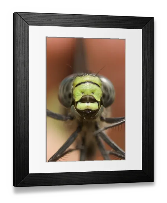 Framed Print : Researcher holding a dragonfly at Whistler BioBlitz event, Whistler, British Columbia Framed Print : Researcher holding a dragonfly at Whistler BioBlitz event, Whistler, British Columbia
