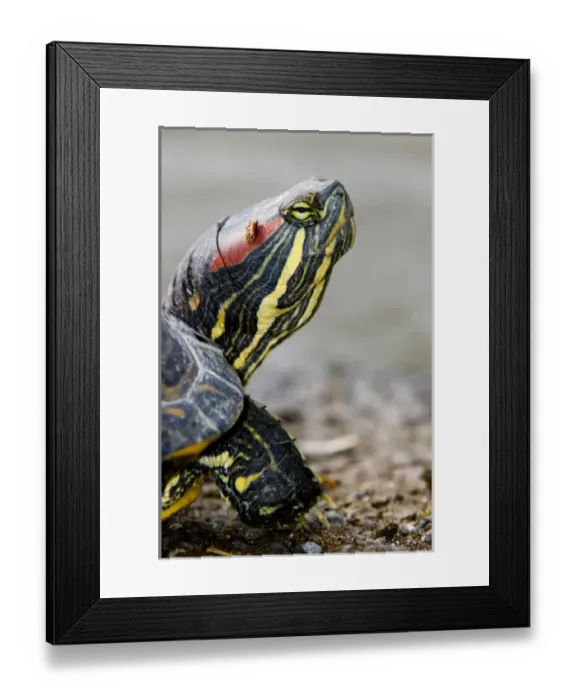 Framed Print : Canada, British Columbia