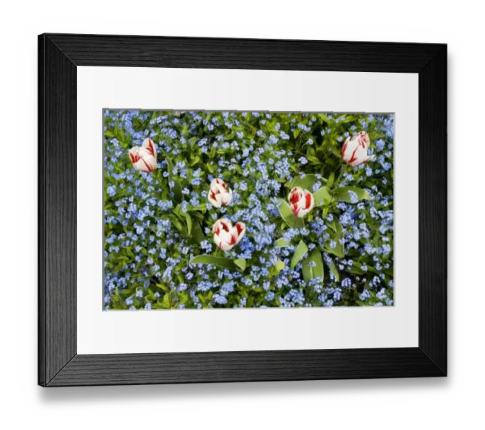 Framed Print : Tulips and alpine forget-me-nots, Eritrichium nanum, Horseshoe Bay, British Columbia Framed Print : Tulips and alpine forget-me-nots, Eritrichium nanum, Horseshoe Bay, British Columbia