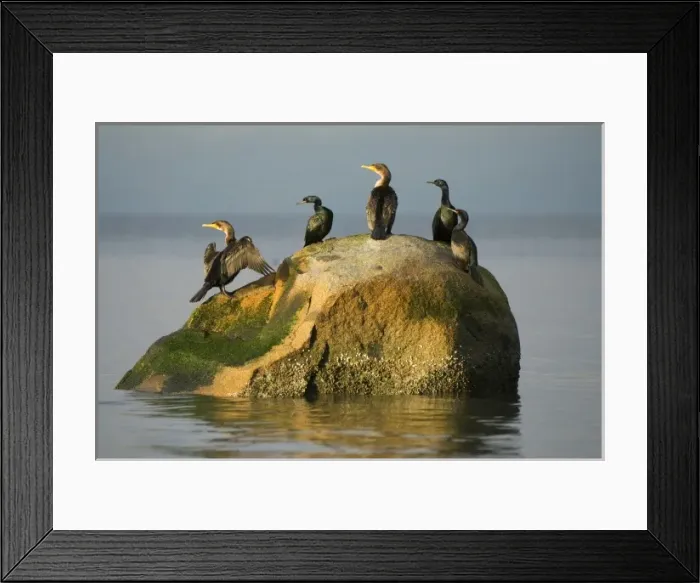 Framed Print : Double-crested cormorants, Phalacrocorax auritus, Stanley Park, British Columbia