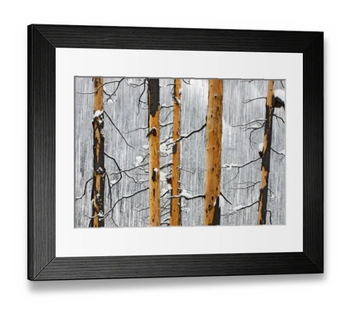 Framed Print : Forest fire remains, Kootenay National Park, British Columbia, Rocky Mountains Framed Print : Forest fire remains, Kootenay National Park, British Columbia, Rocky Mountains