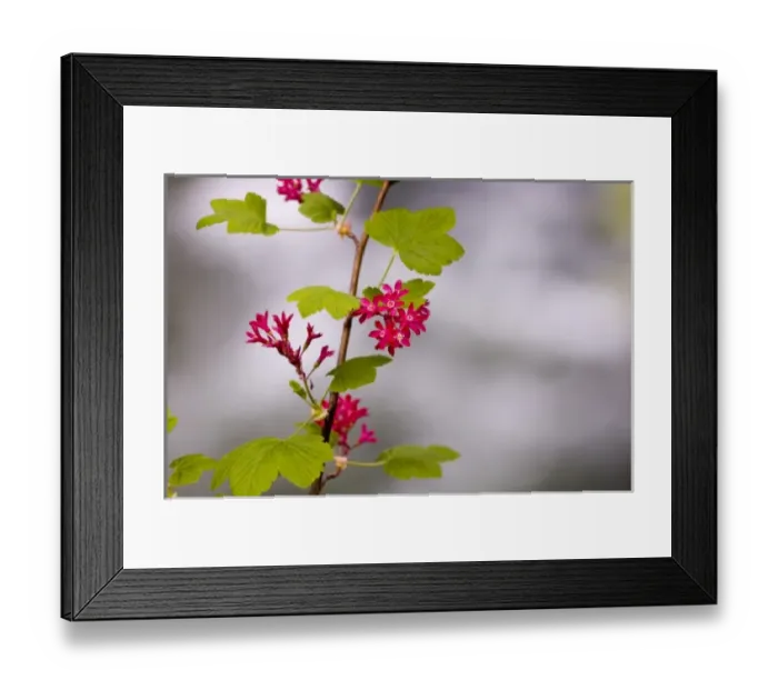 Framed Print : Canada, British Columbia Framed Print : Canada, British Columbia