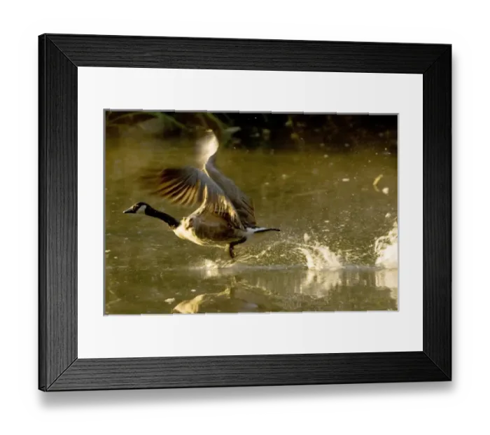 Framed Print : Canada, British Columbia Framed Print : Canada, British Columbia