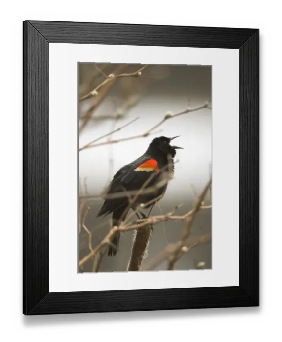 Framed Print : Red-winged blackbird, Agelaius phoeniceus, Stanley Park, British Columbia Framed Print : Red-winged blackbird, Agelaius phoeniceus, Stanley Park, British Columbia