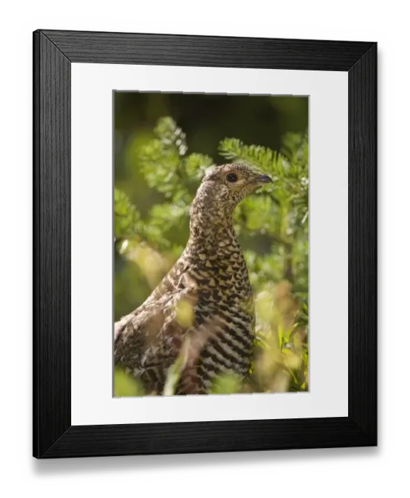 Framed Print : Canada, British Columbia Framed Print : Canada, British Columbia