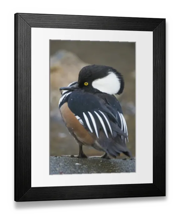 Framed Print : Canada, British Columbia Framed Print : Canada, British Columbia