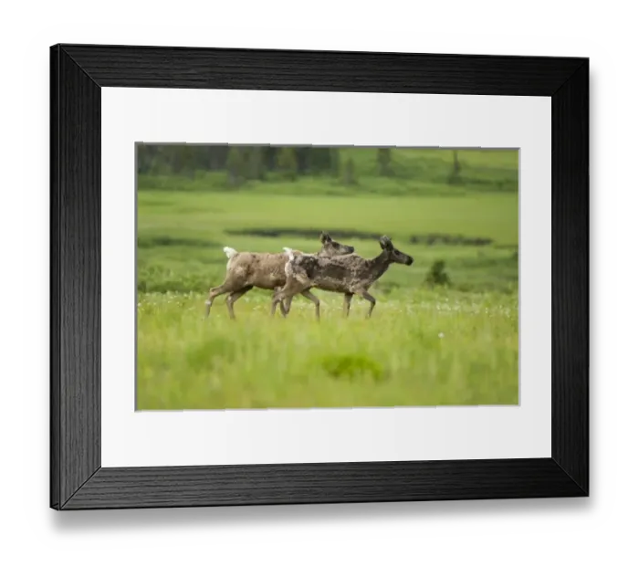 Framed Print : Canada, British Columbia Framed Print : Canada, British Columbia