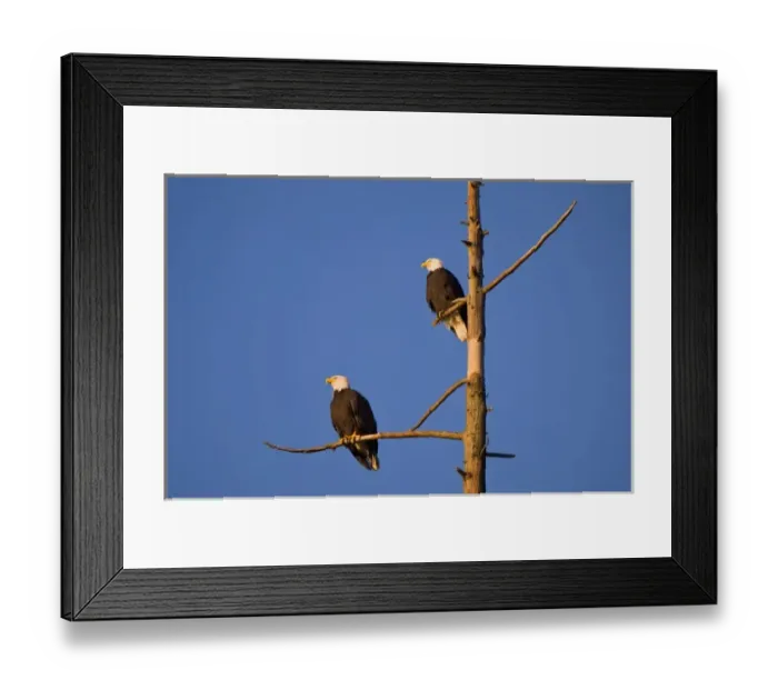 Framed Print : Bald eagles, Haliaeetus leucocephalus, Stanley Park, British Columbia Framed Print : Bald eagles, Haliaeetus leucocephalus, Stanley Park, British Columbia