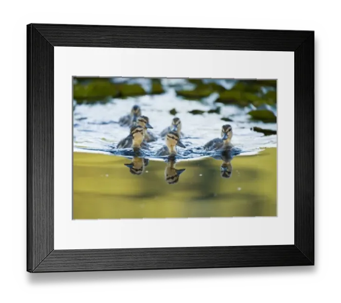 Framed Print : Canada, British Columbia Framed Print : Canada, British Columbia
